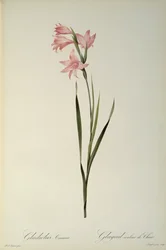 Gladiolus Carneus, aus `Les Liliacees
